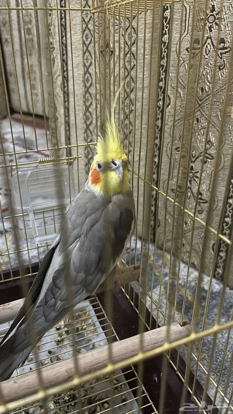 كروان انثى 0