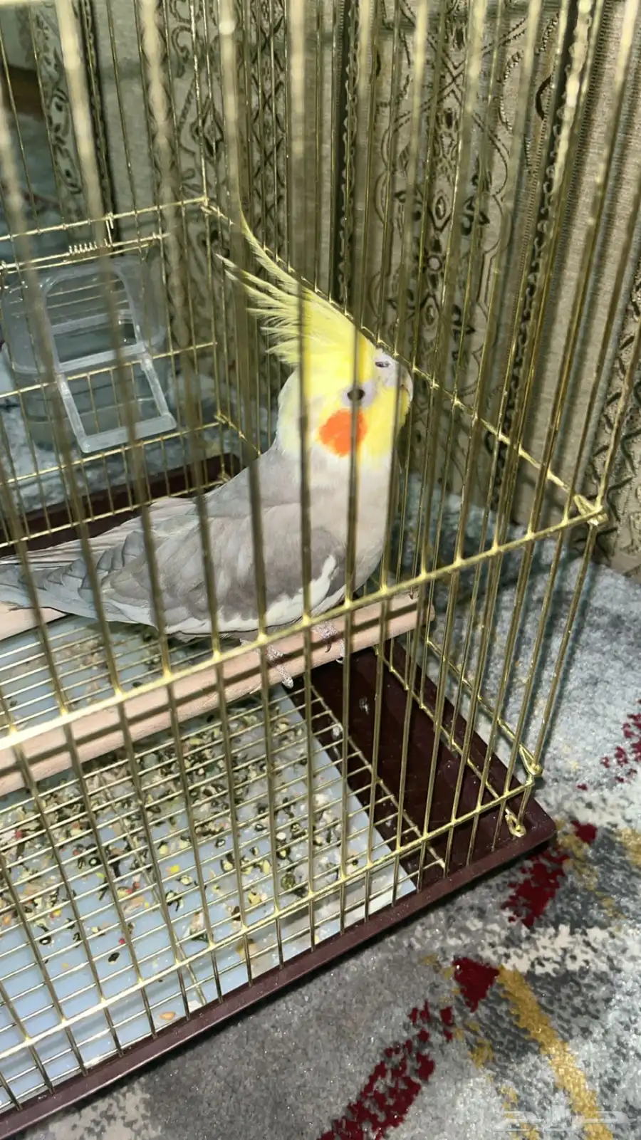 كروان انثى 1
