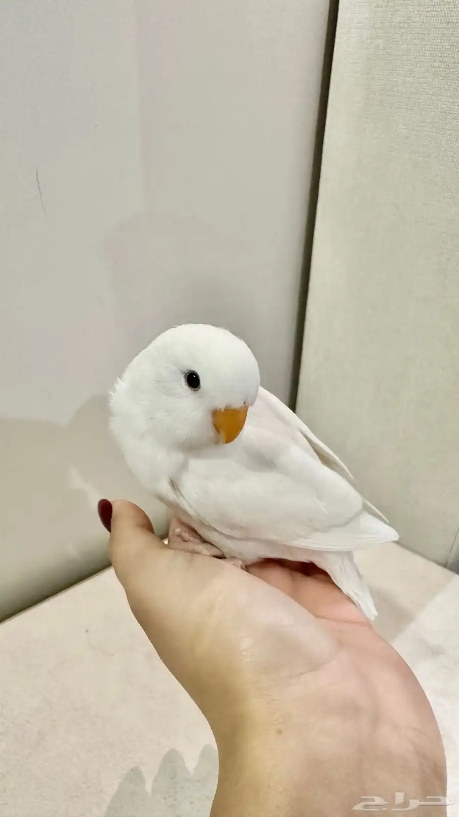 روز 3