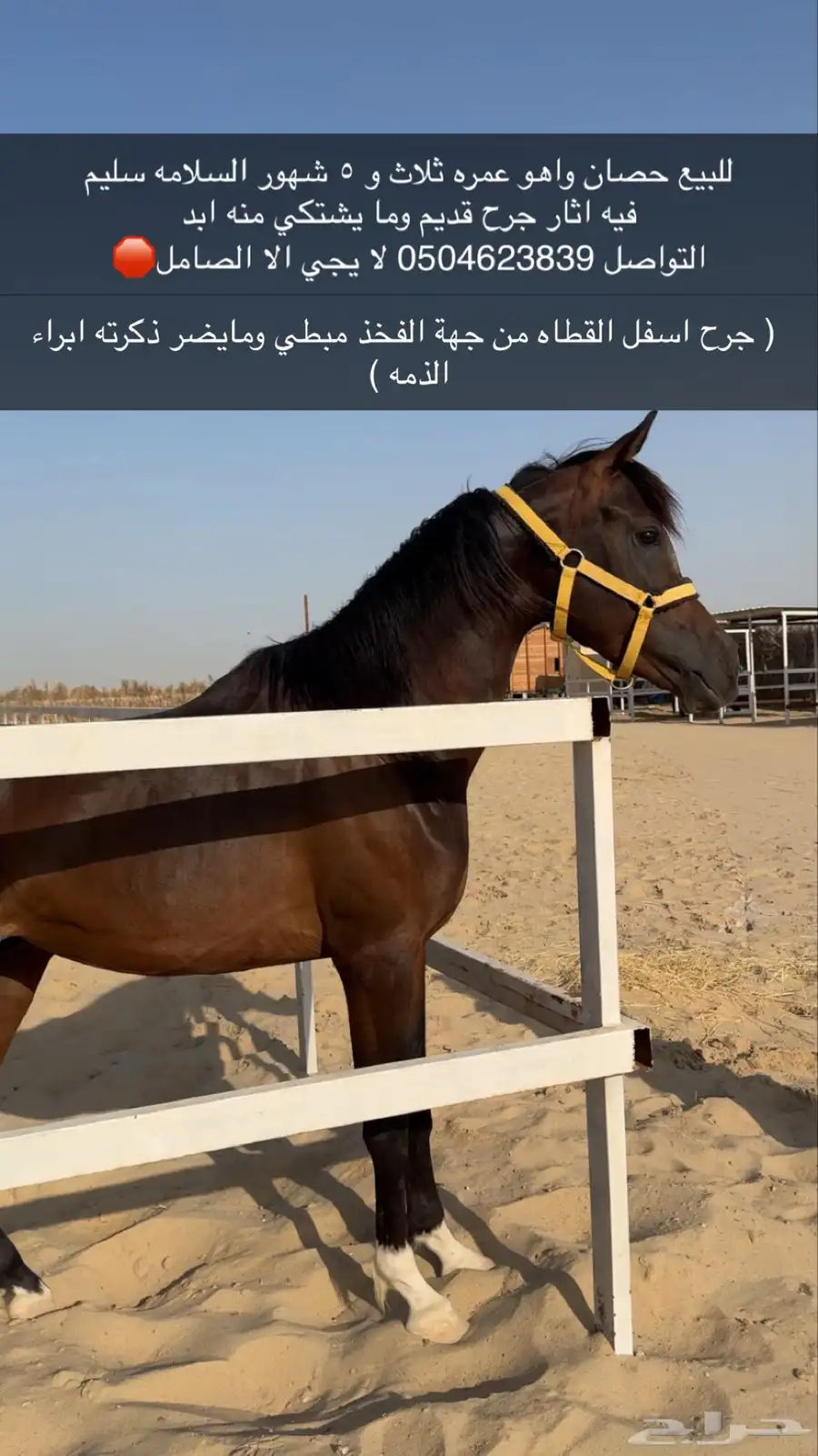 حصان واهو 0
