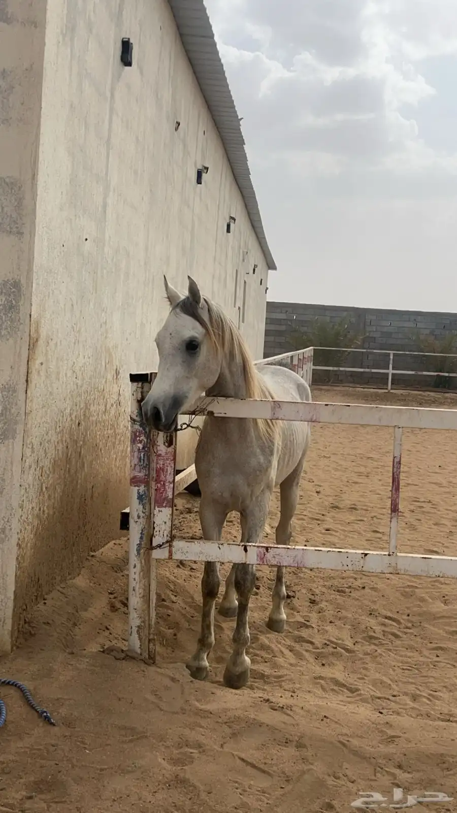 مهر عربي 3