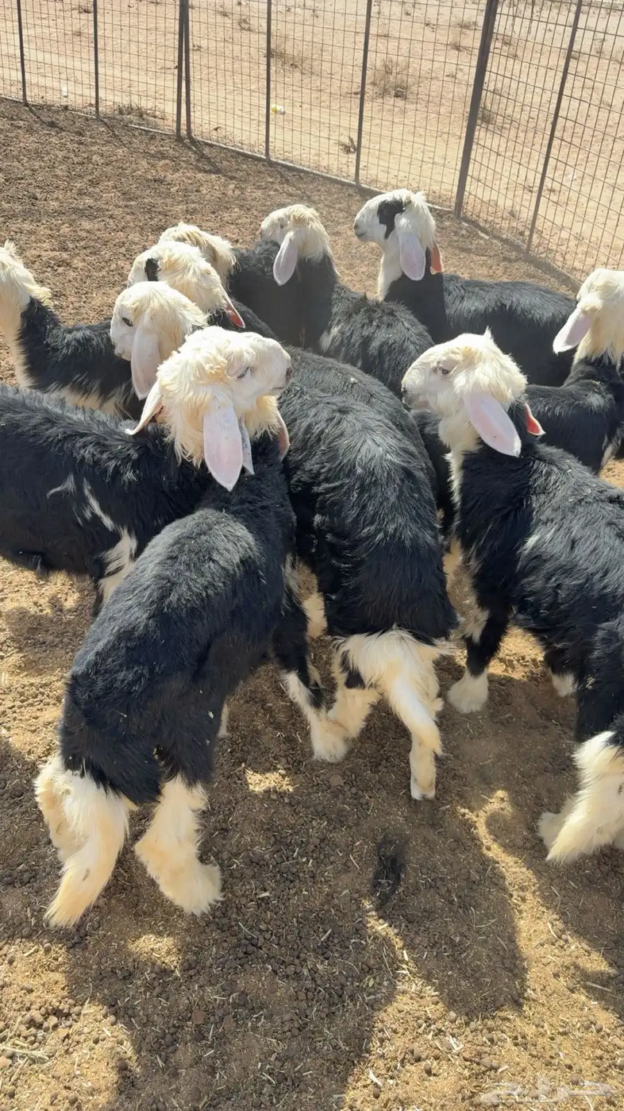 للبيع 4