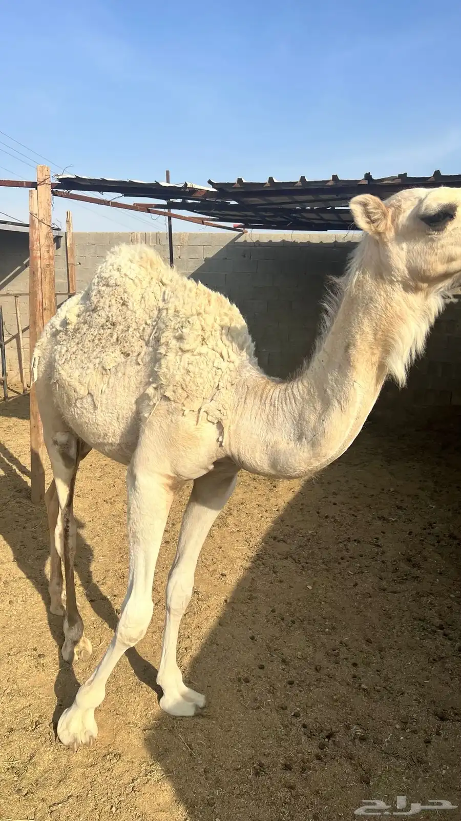 للبيع حشو وبكار 5