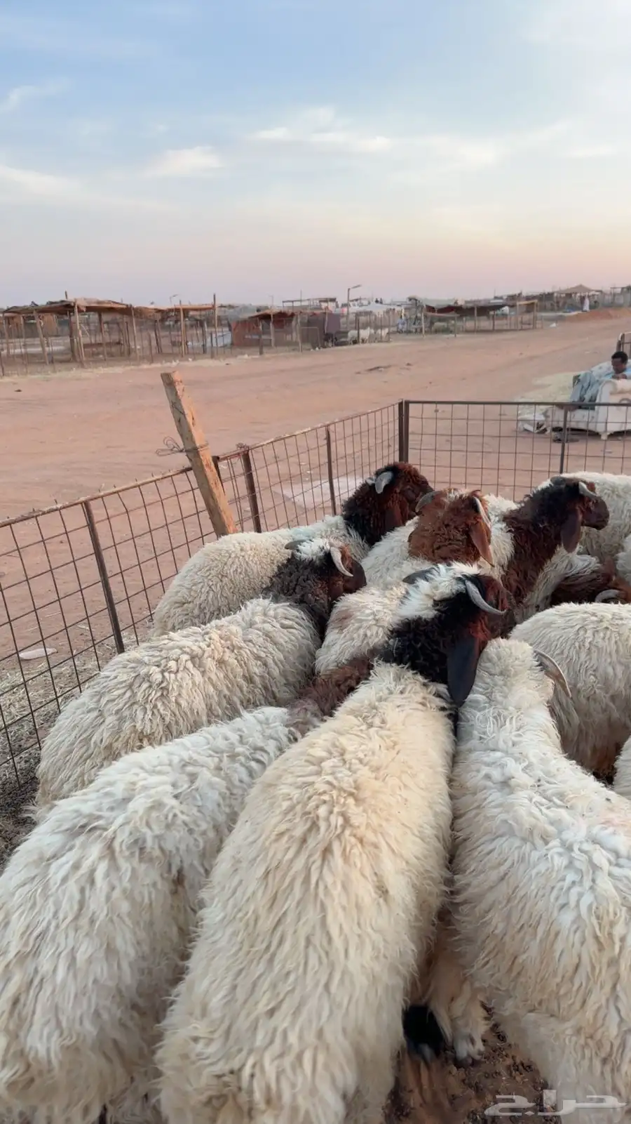 12خروف نعيمي بلدي فاخر ( بريدة) 3