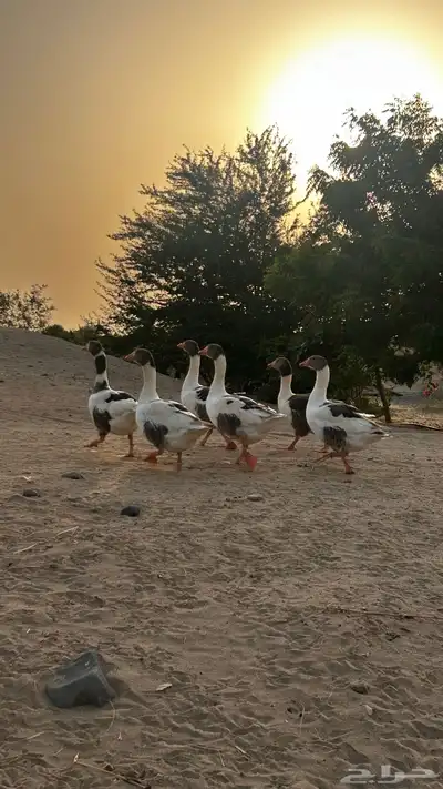 وز للبيع 2