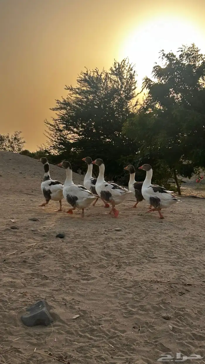وز للبيع 2