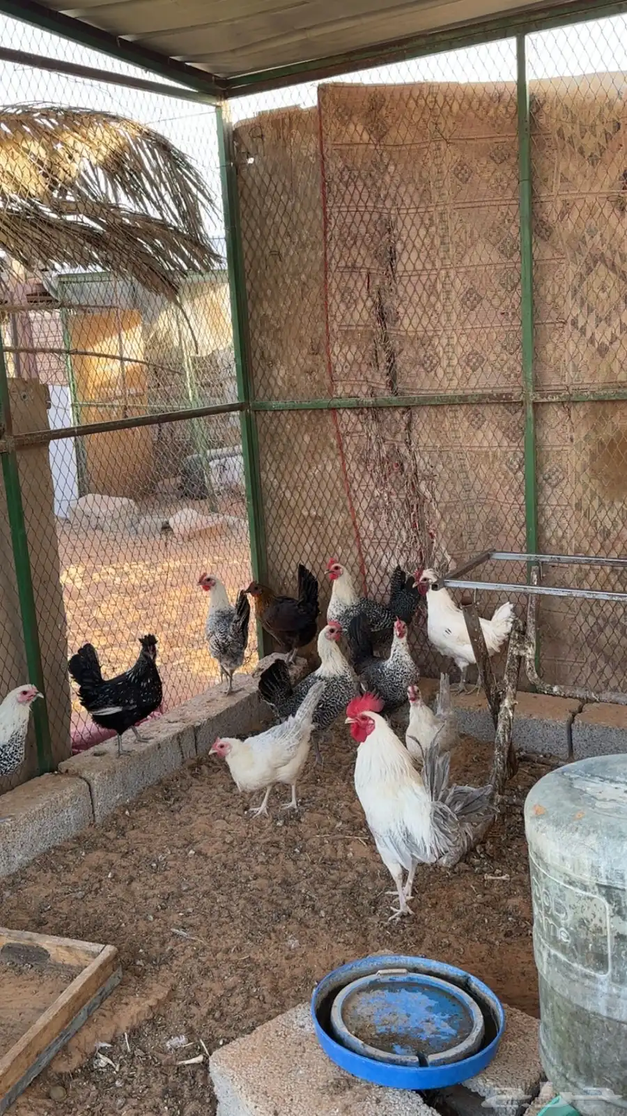 دجاج للبيع 0
