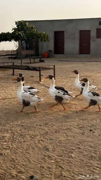 وز للبيع 0