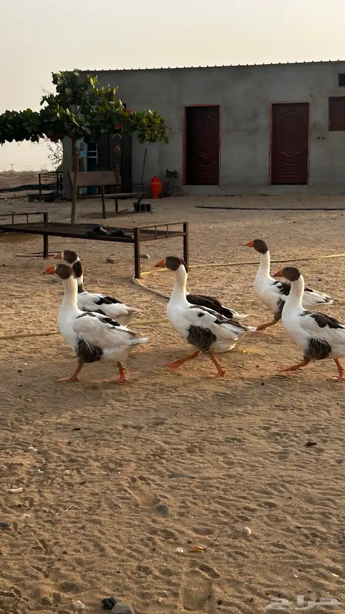وز للبيع 0