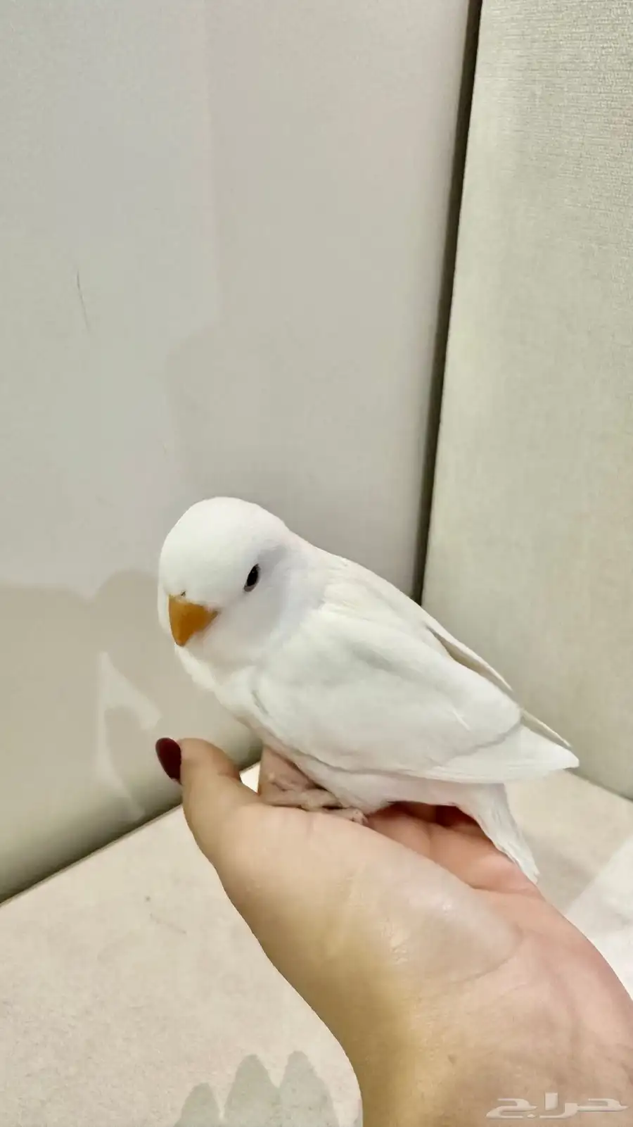 روز 5