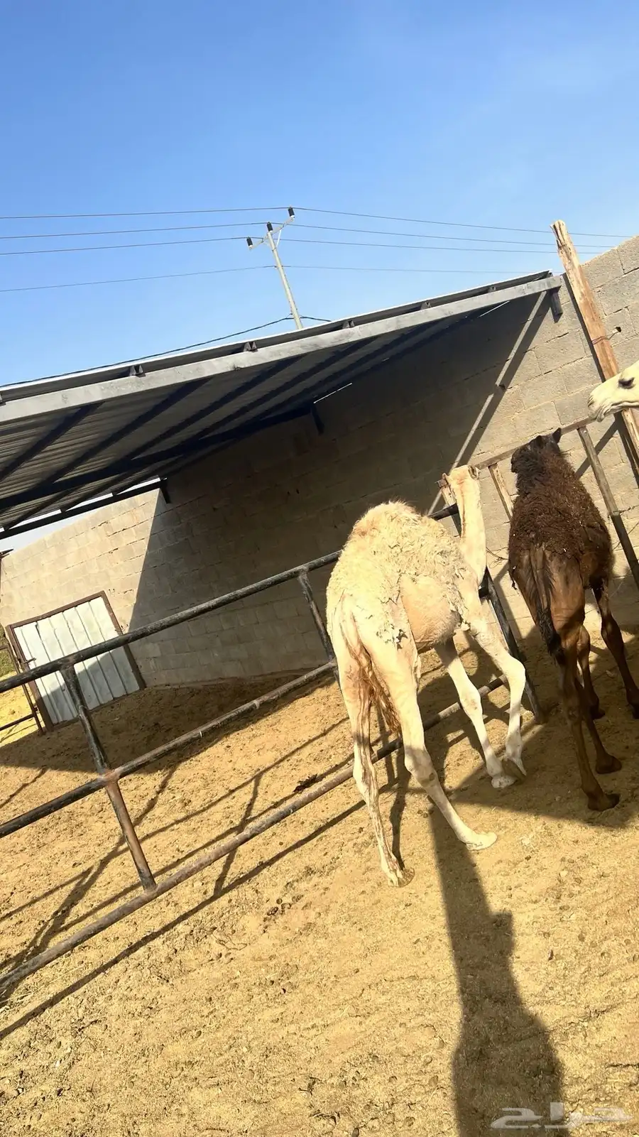 للبيع حشو وبكار 4