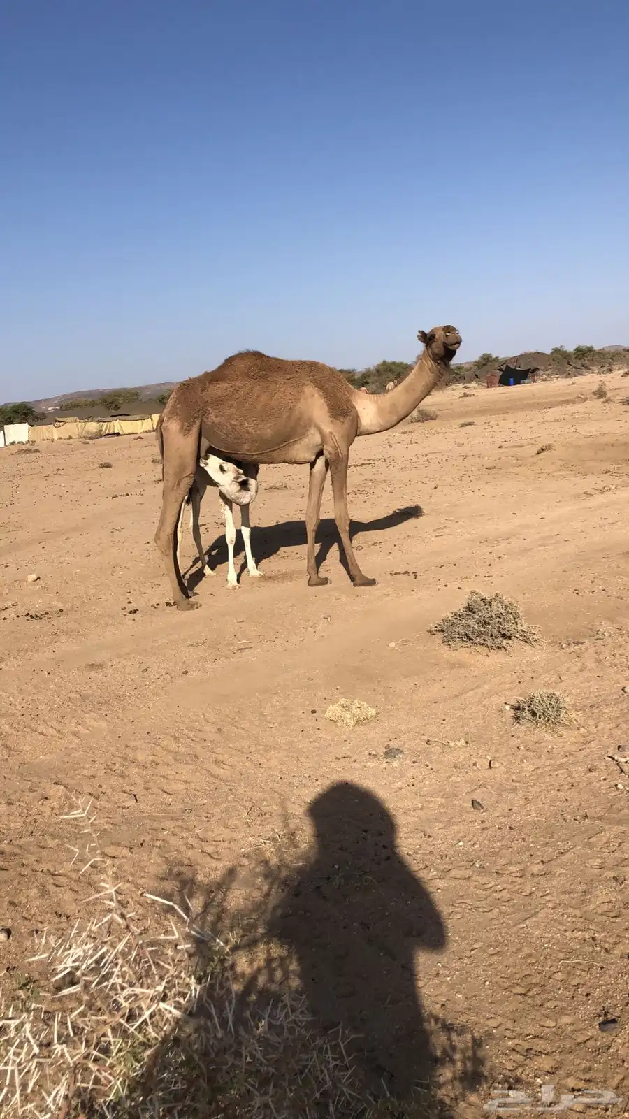 خلفه للبيع 1