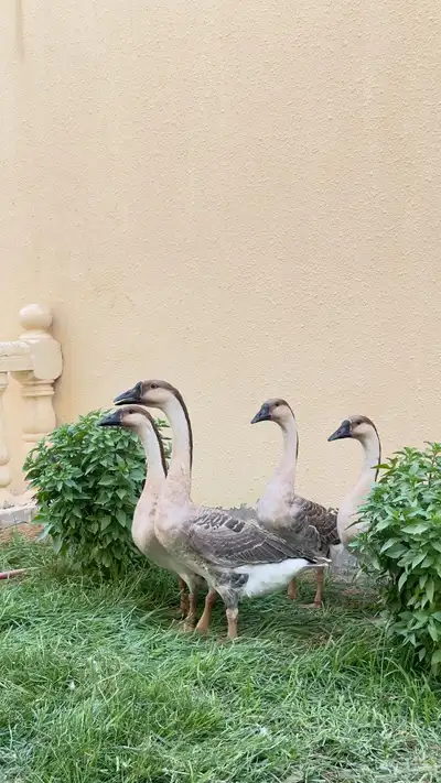 للبيع وز عراقي صافي كوبرا 0