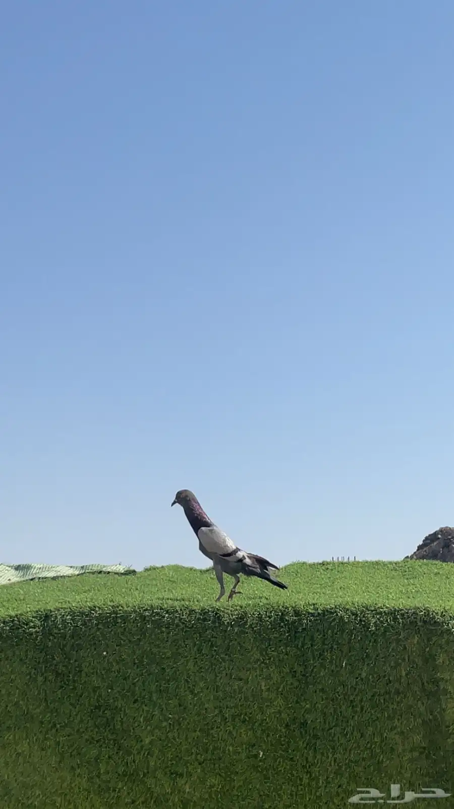 حمام نفاخ قلم 10