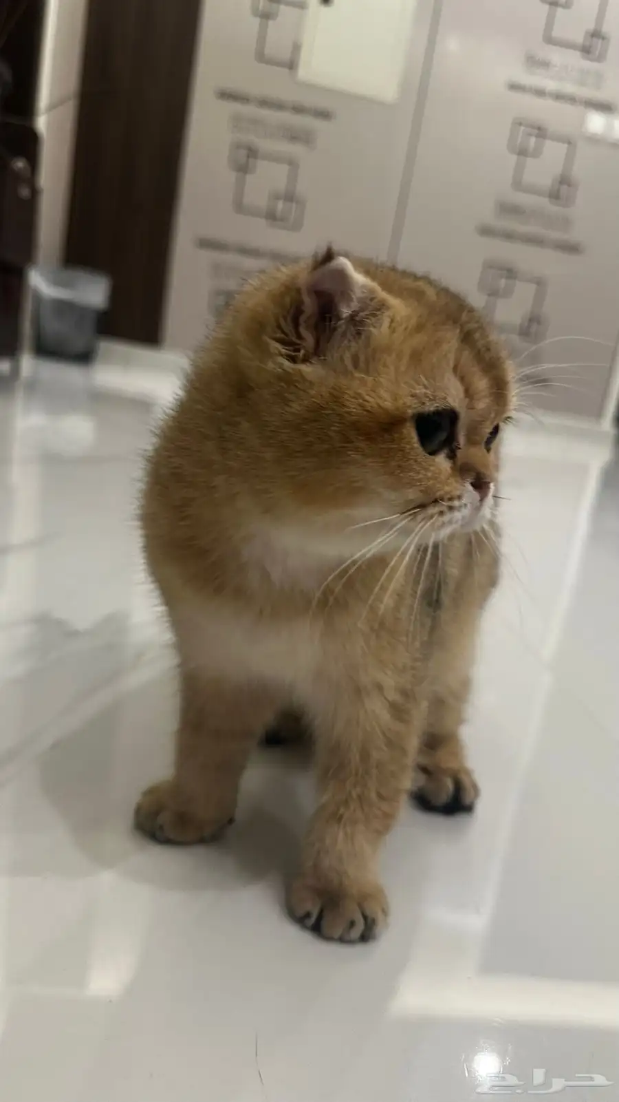 قطة سكوتش فولد بيور 0