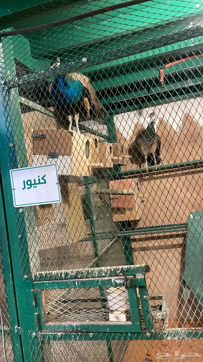 جوز طاووس منتج بيض 3