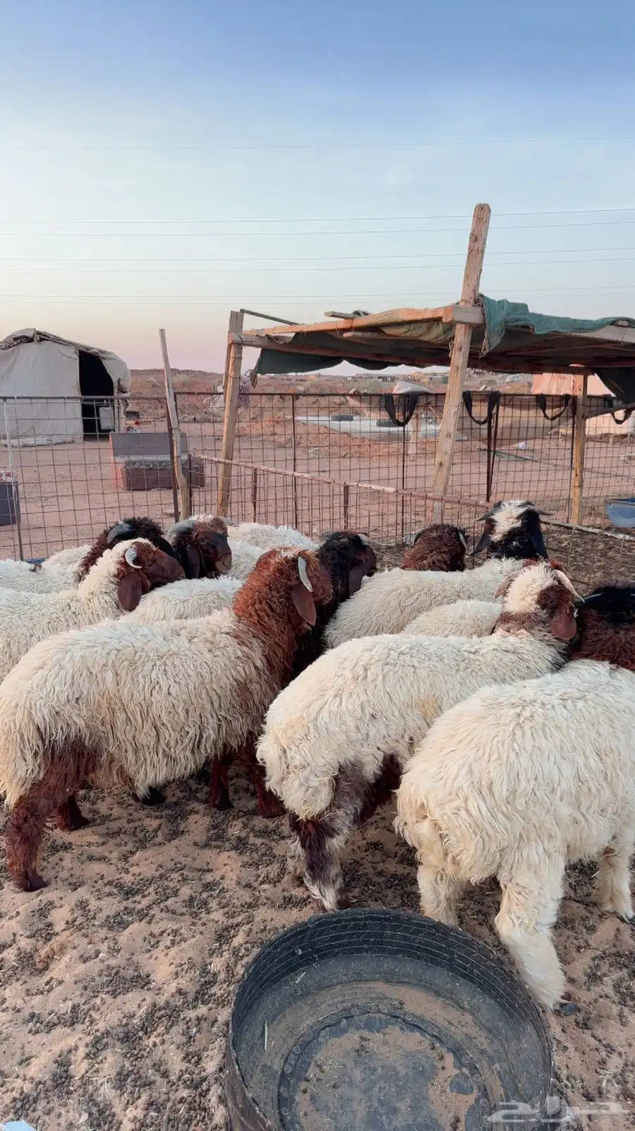 12خروف نعيمي بلدي فاخر ( بريدة) 2