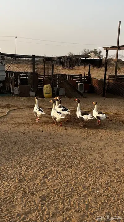وز للبيع 1