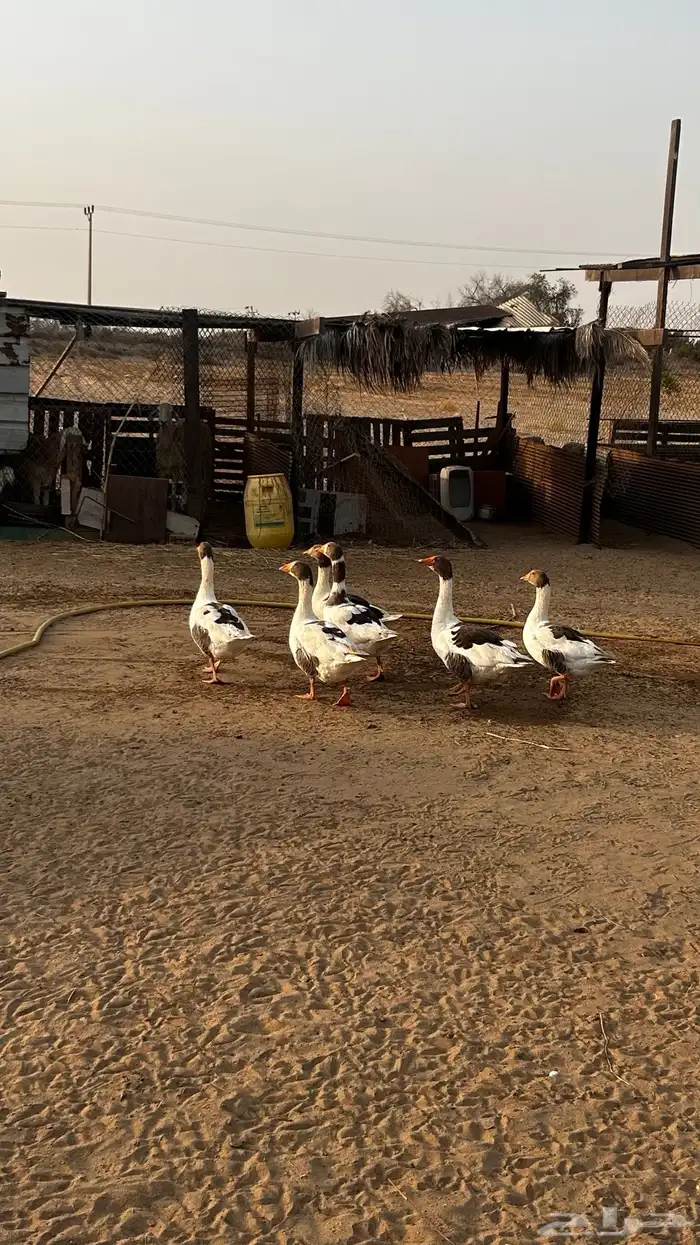 وز للبيع 1