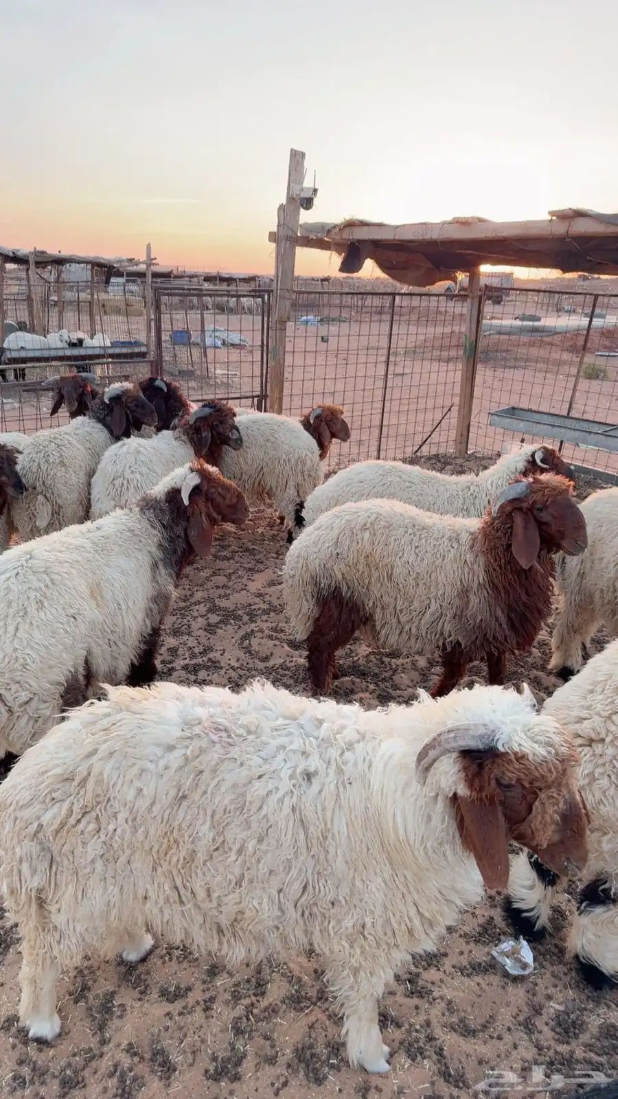 12خروف نعيمي بلدي فاخر ( بريدة) 1