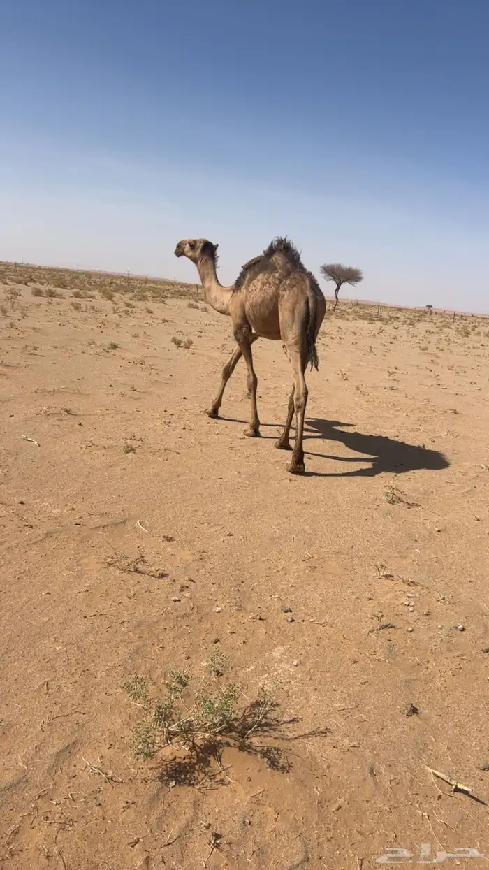 قعود مفرود 2