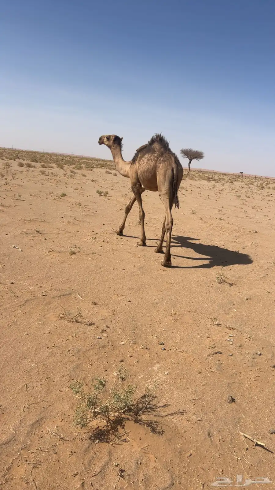 قعود مفرود 2