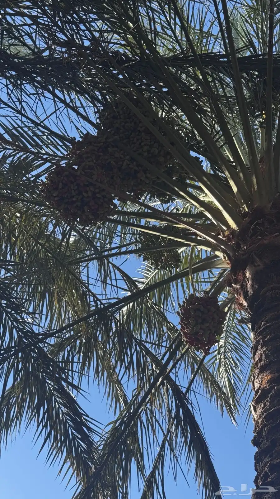 طلع نخل للبيع 0