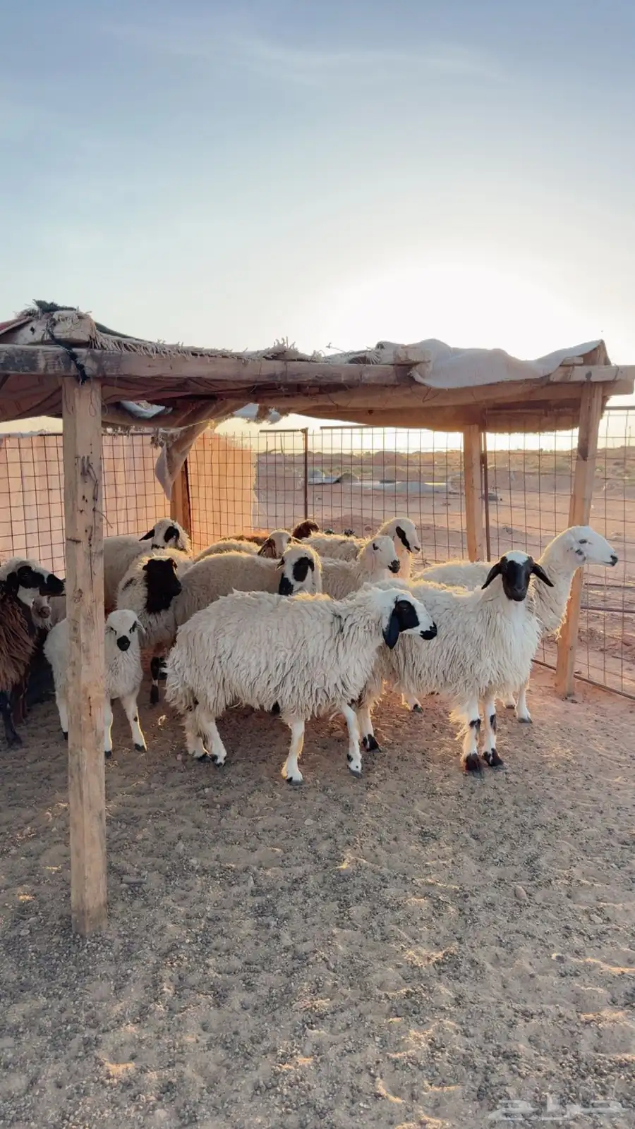 جذعات وثنوات مواليد ودفيع ( بريدة) 2