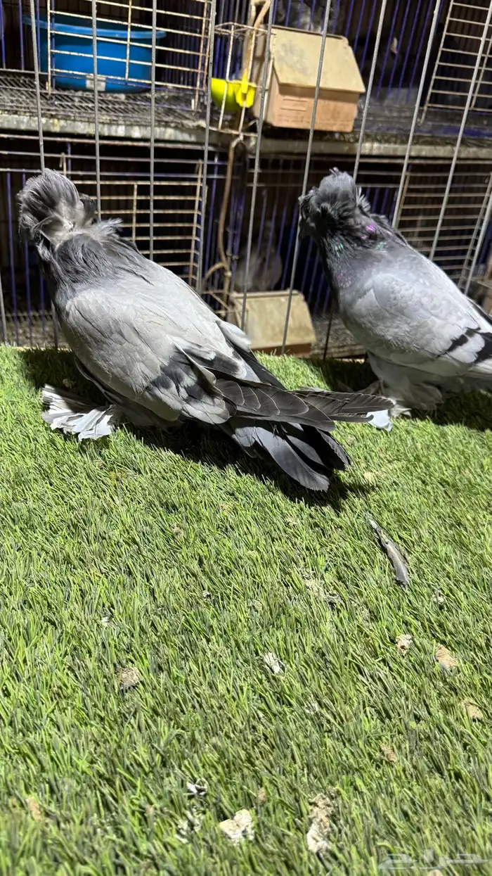 حمام بخاره 7