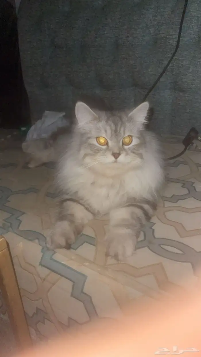 قط شيرازي العمر سنه وعليها تقريبا 1