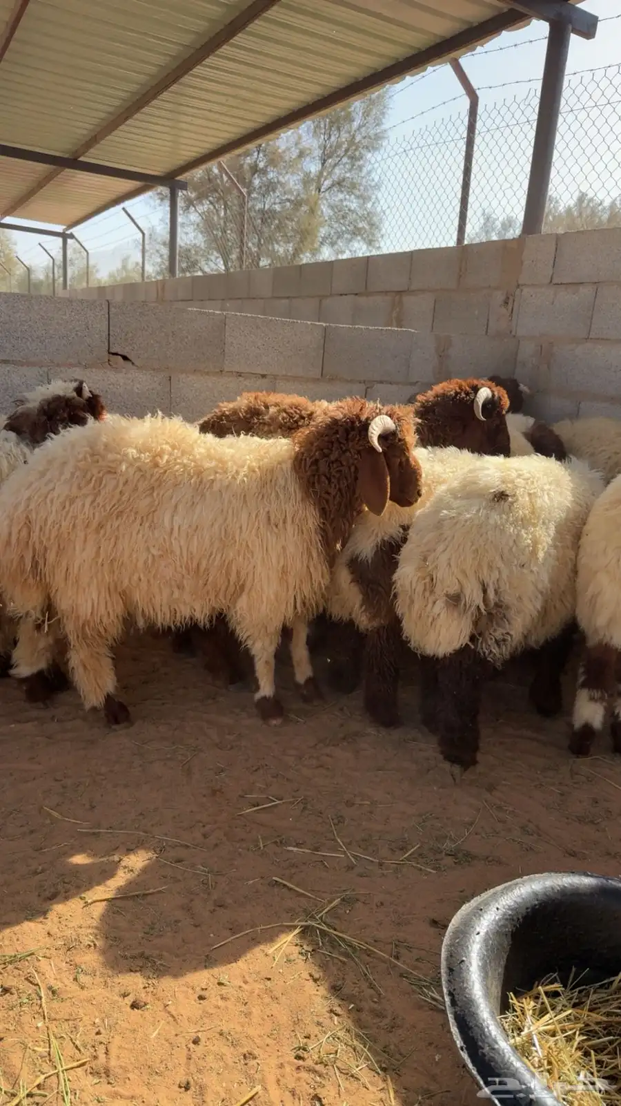 ذبايح للبيع طيبه بالبكيريه 0