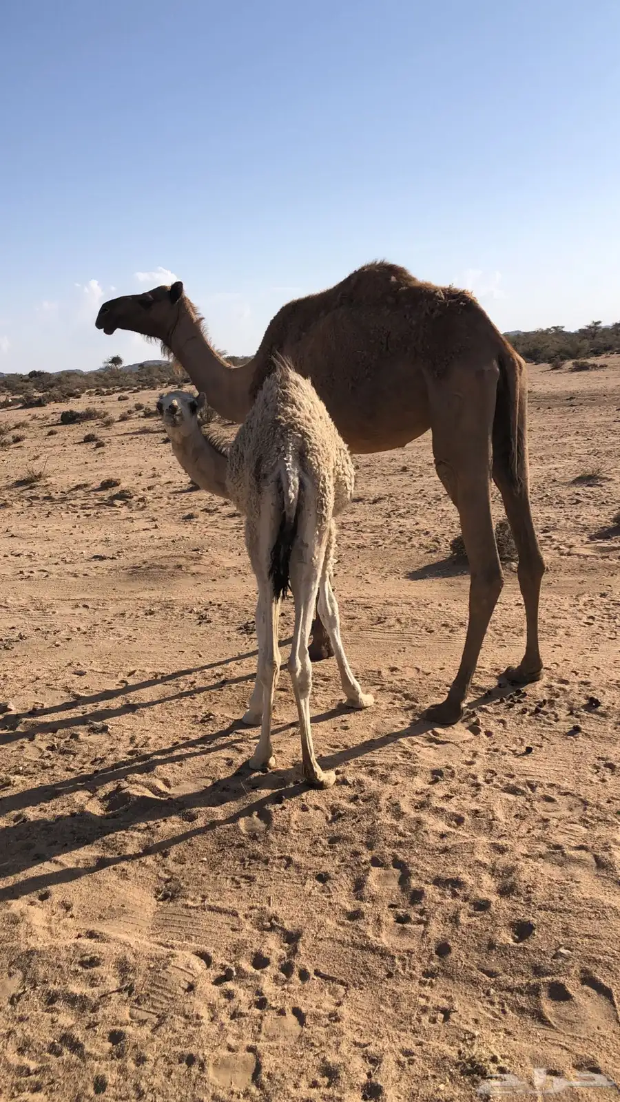 خلفه للبيع 4