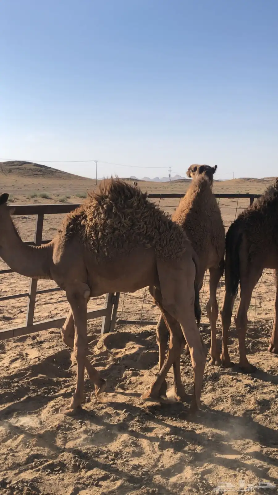 لبيع. 1