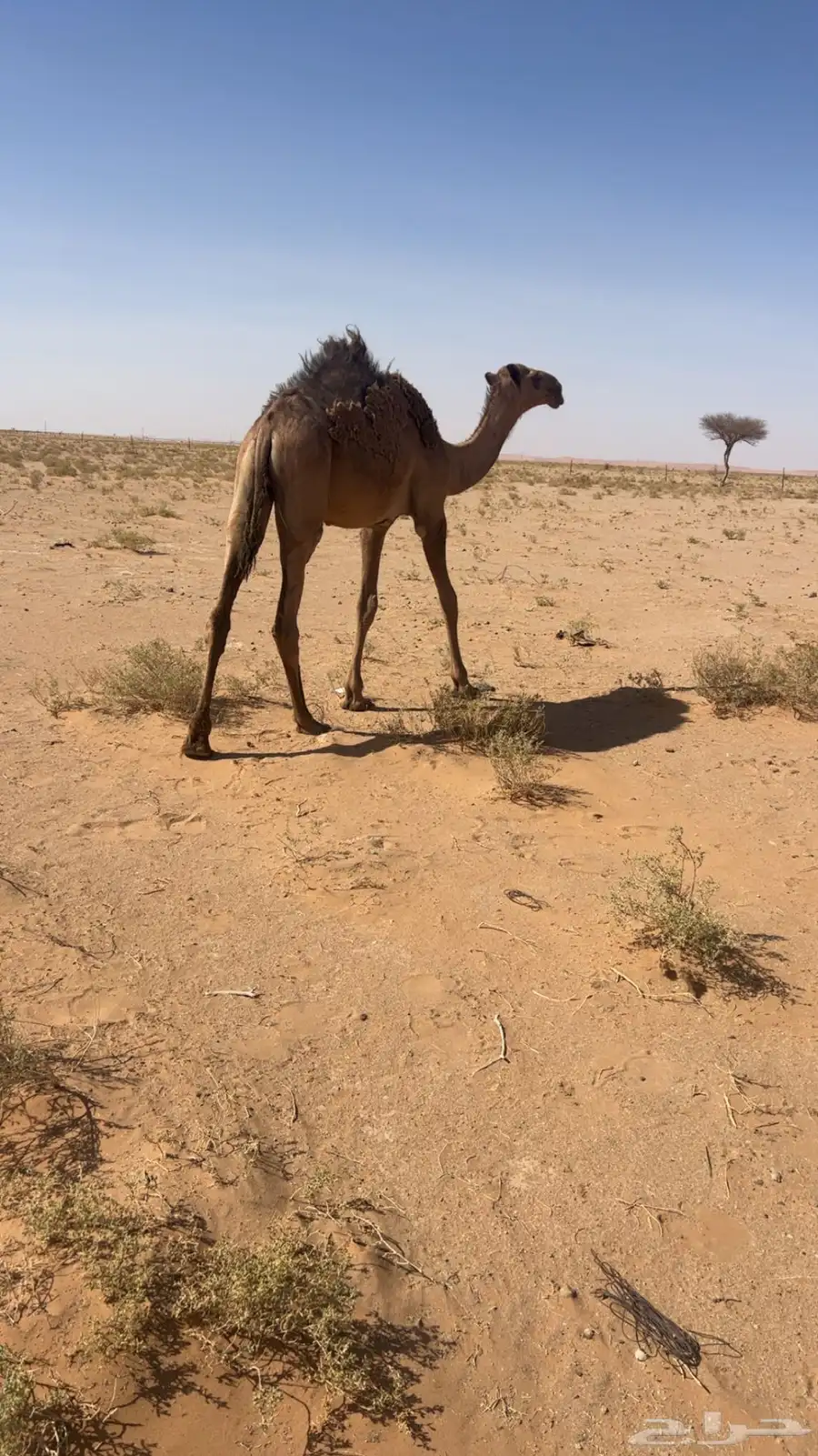 قعود مفرود 0