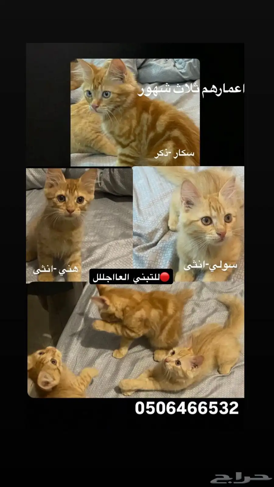 قطط صغيره شيرازيه للتبني 0