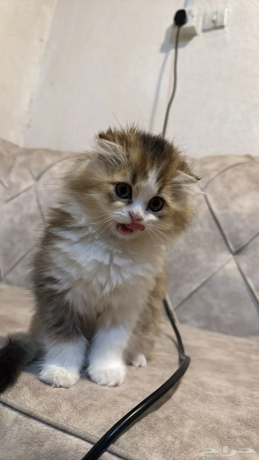 للبيع المستعجل   قطة سكوتش فولد هجين 4