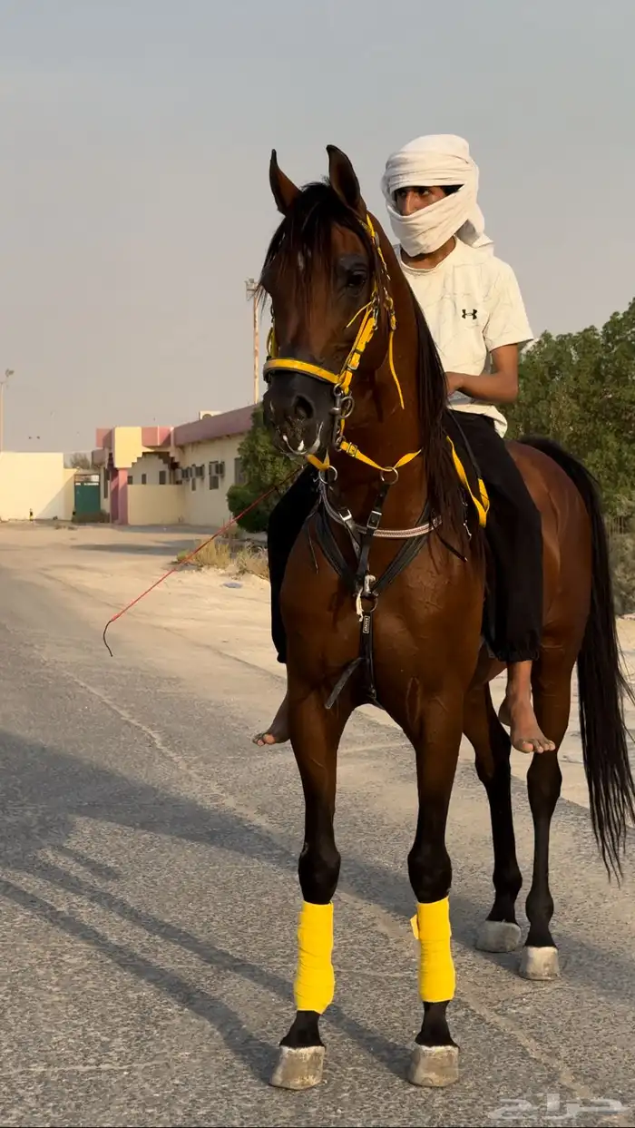 حصان واهو جمال للبيع 0