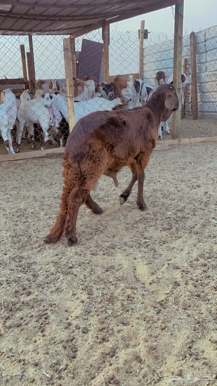 خرفان سواكن مرابي شامل ذبح التوصيل 5