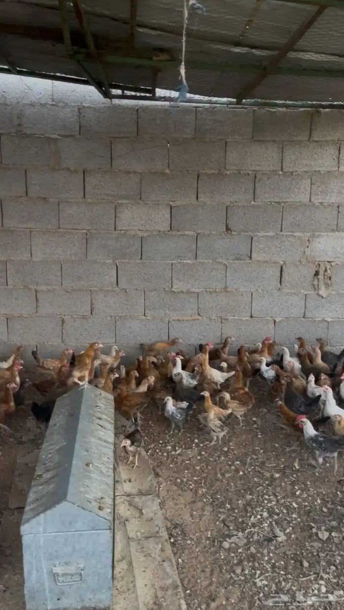 دجاج بلدي بشاير 1