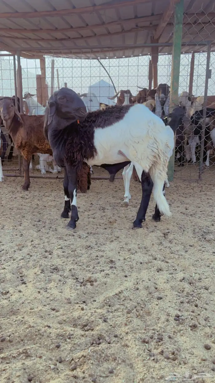 خرفان سواكن مرابي شامل ذبح التوصيل 2