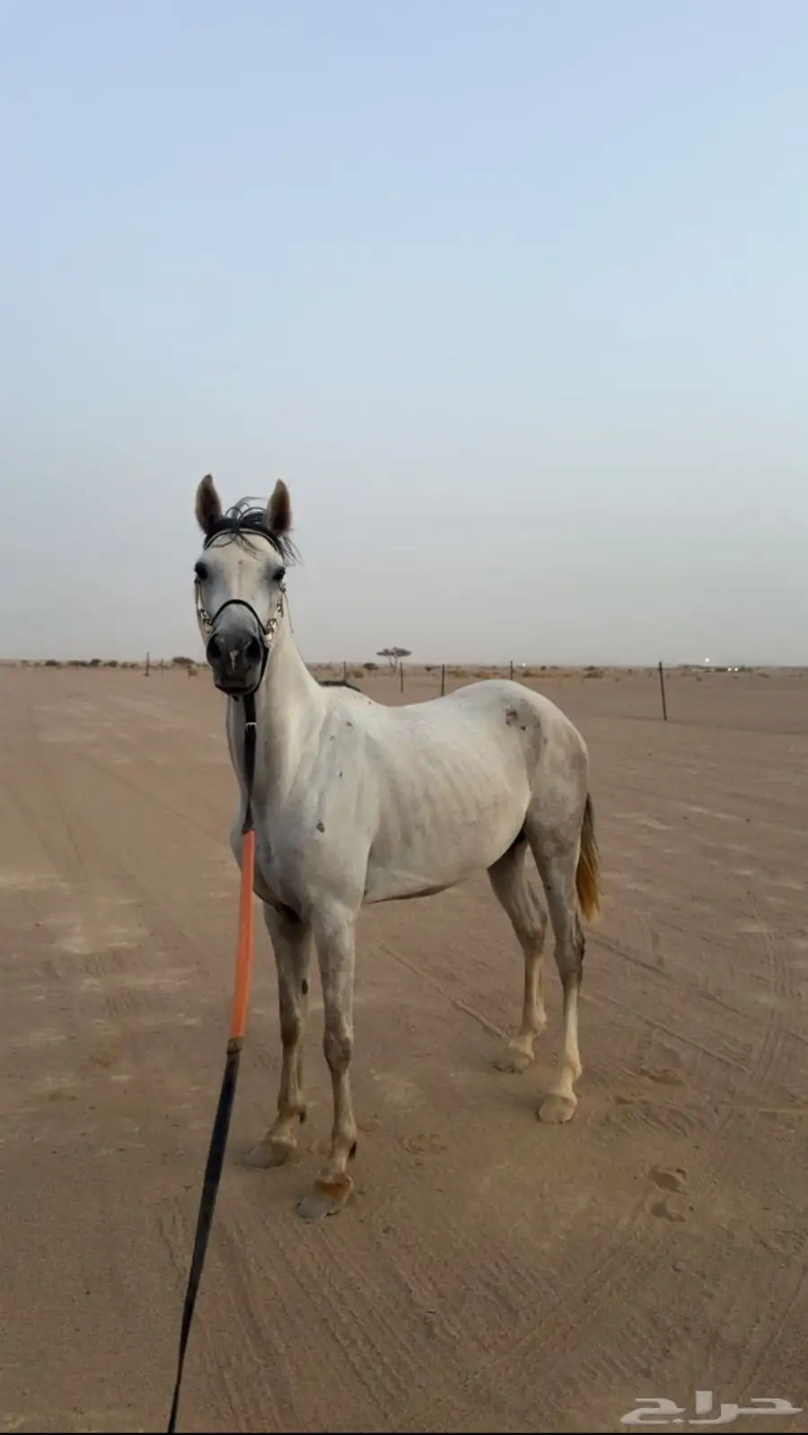 فرس شعبيه 4