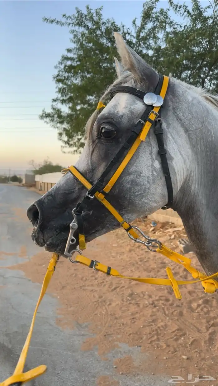 مربط عذية للخيل العربية ( تدريب ركوب   ايواء خيل   ) 4