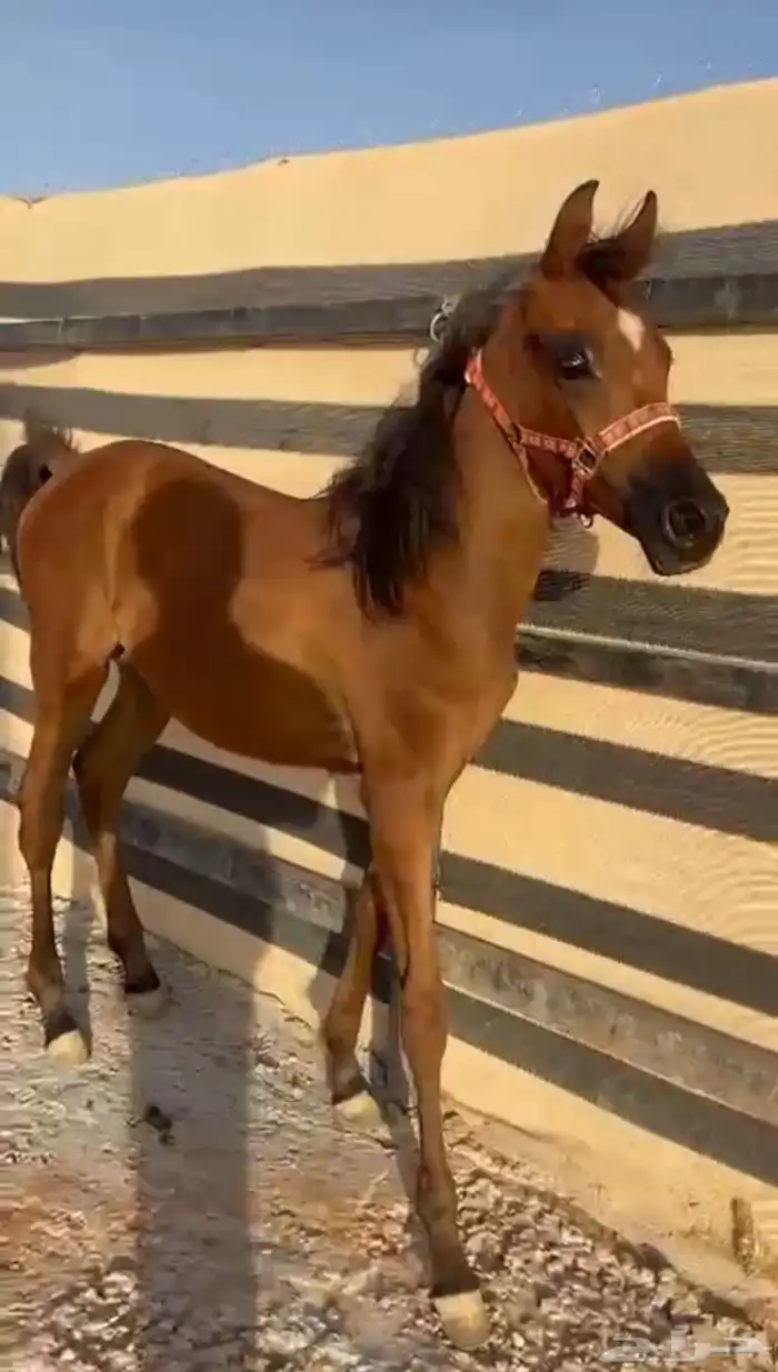 مهره شعبيه 6 شهور 0