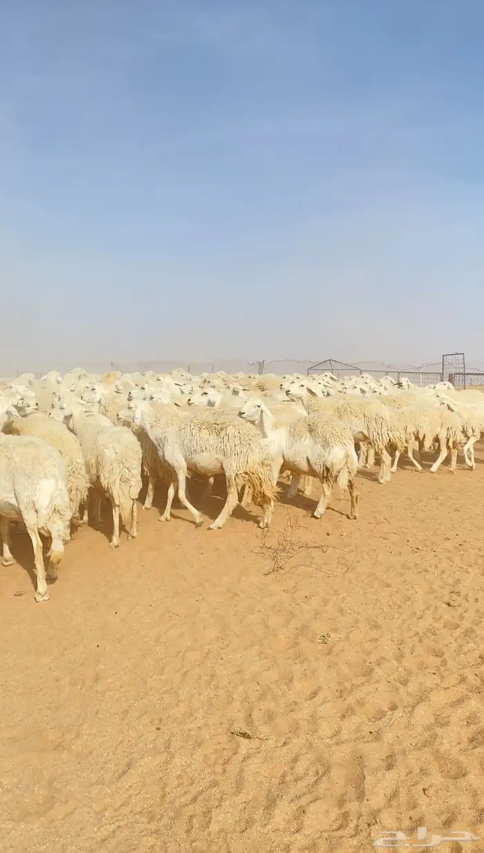 غنم حريات حرش لهوات الزين 195 بفحول 8 تحتها 20 ( تم البيع ) 2