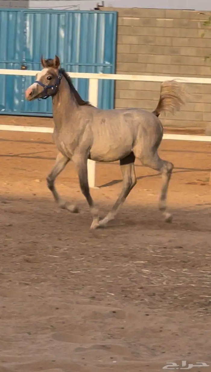 مهره واهو 3