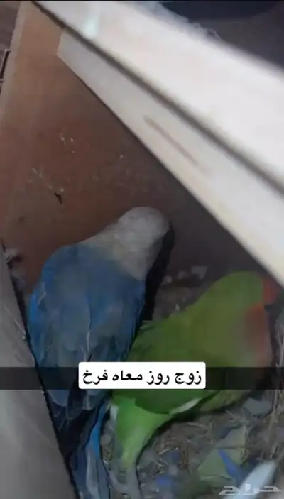 زوج روز للبيع 0