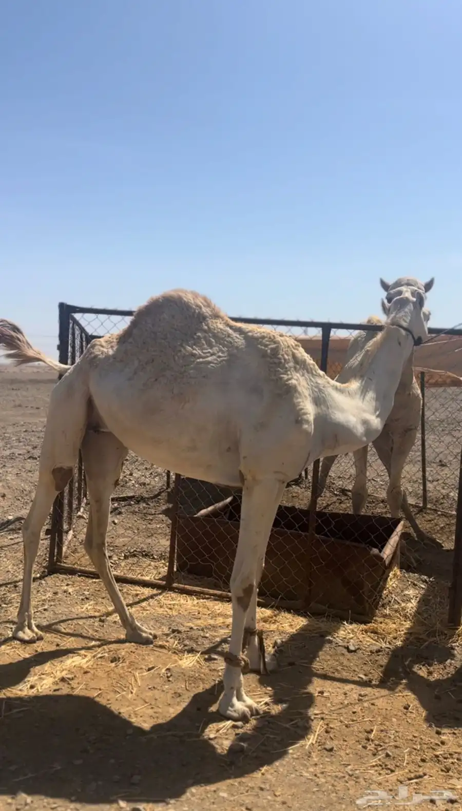 ناقه مهجنه جدتها زرعه حره صافيه 0