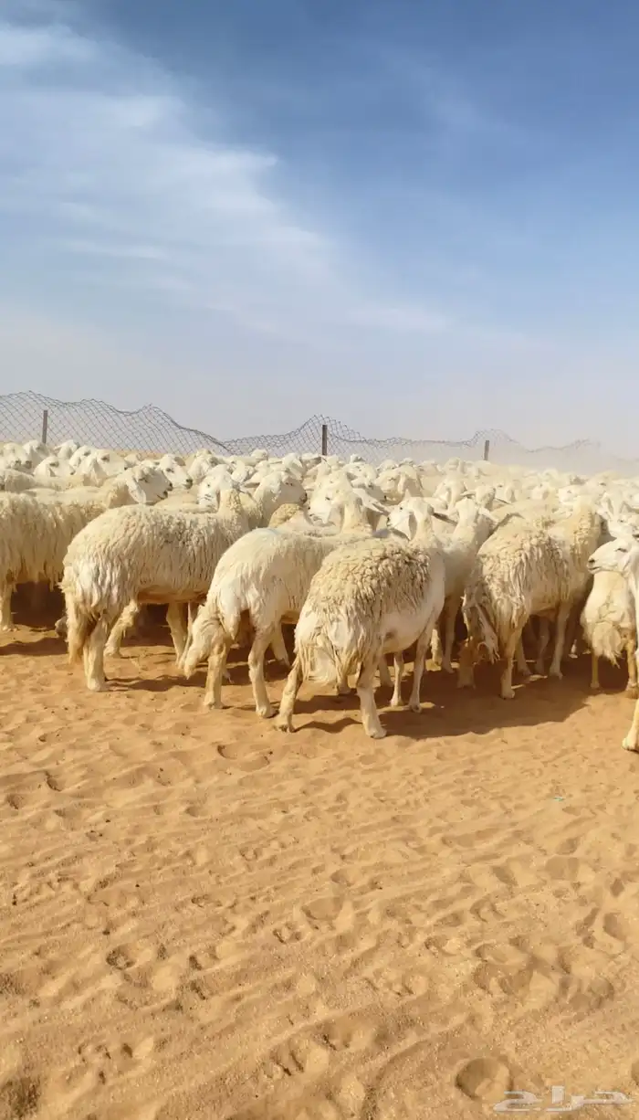 غنم حريات حرش لهوات الزين 195 بفحول 8 تحتها 20 ( تم البيع ) 3