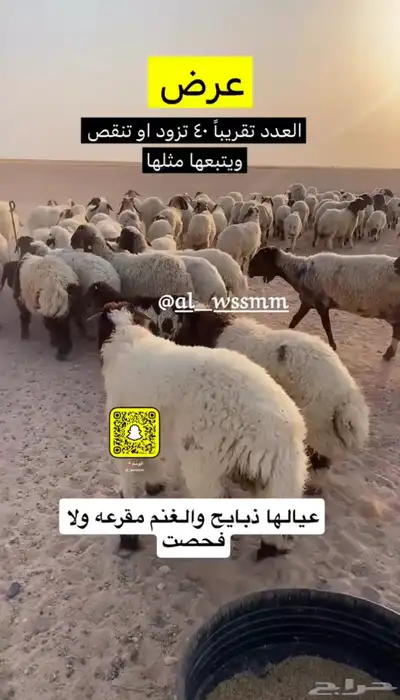 غنم مطافيل عيالها ذبايح 0