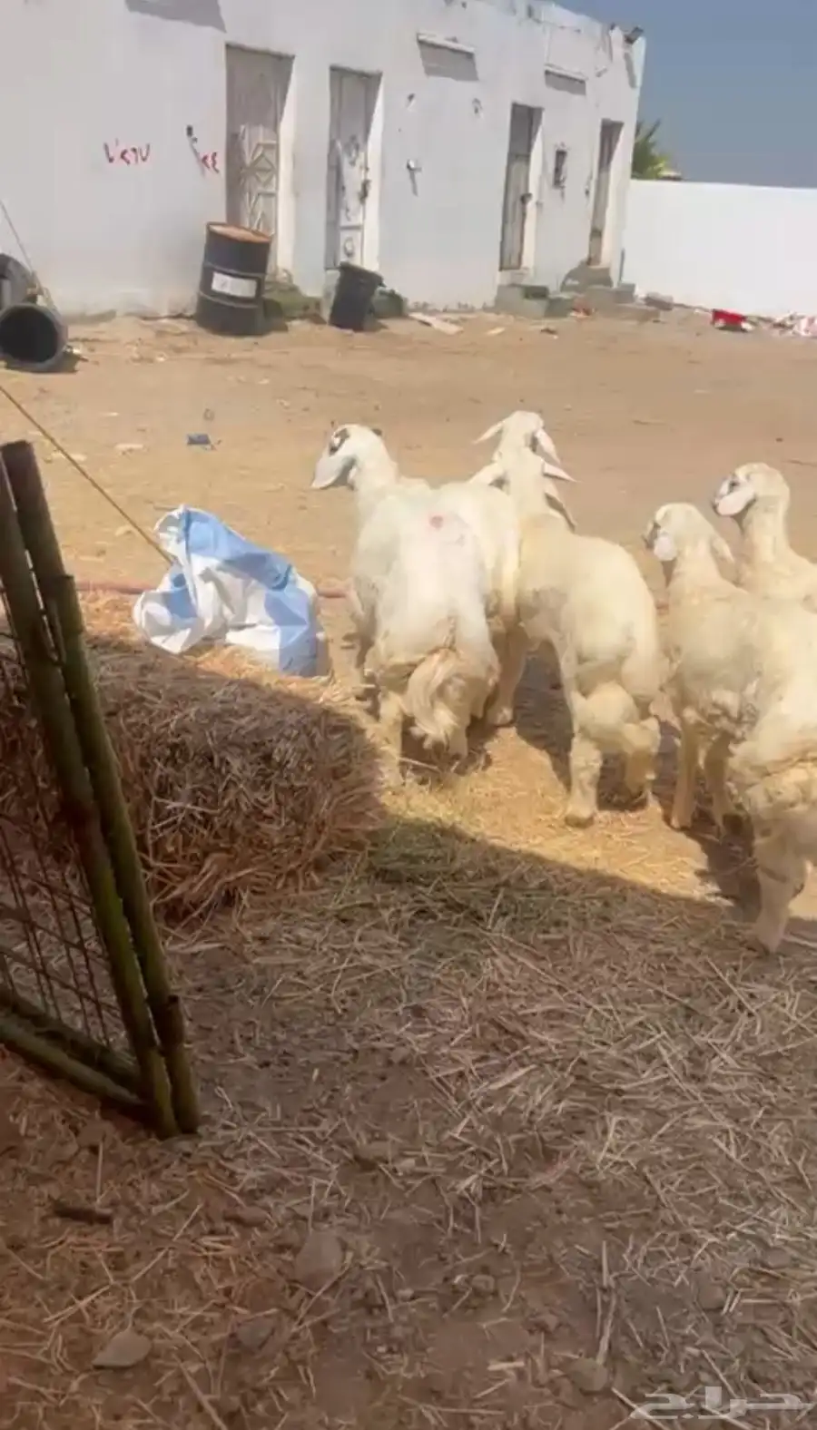 طليان حريه تم البيع 0